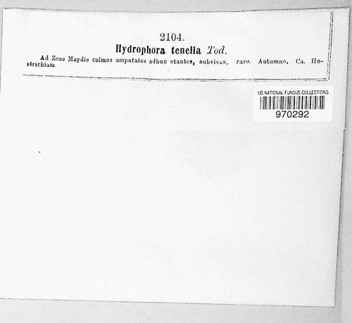 Hydrophora tenella image